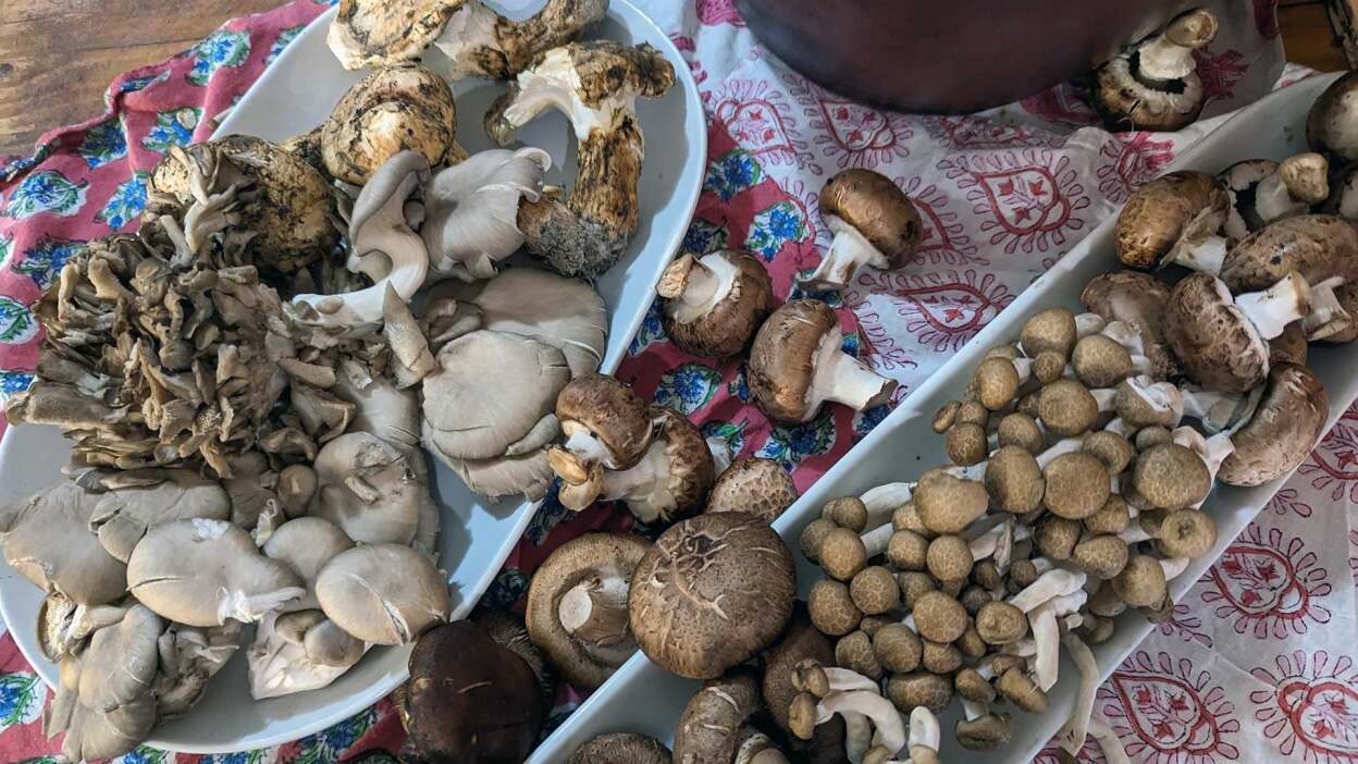 Make Mushroom Garum Today and Use It on Everything This Thanksgiving