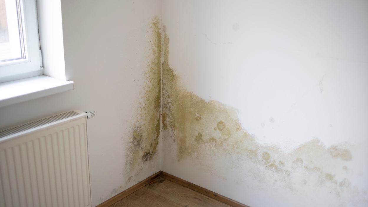 moldy walls 