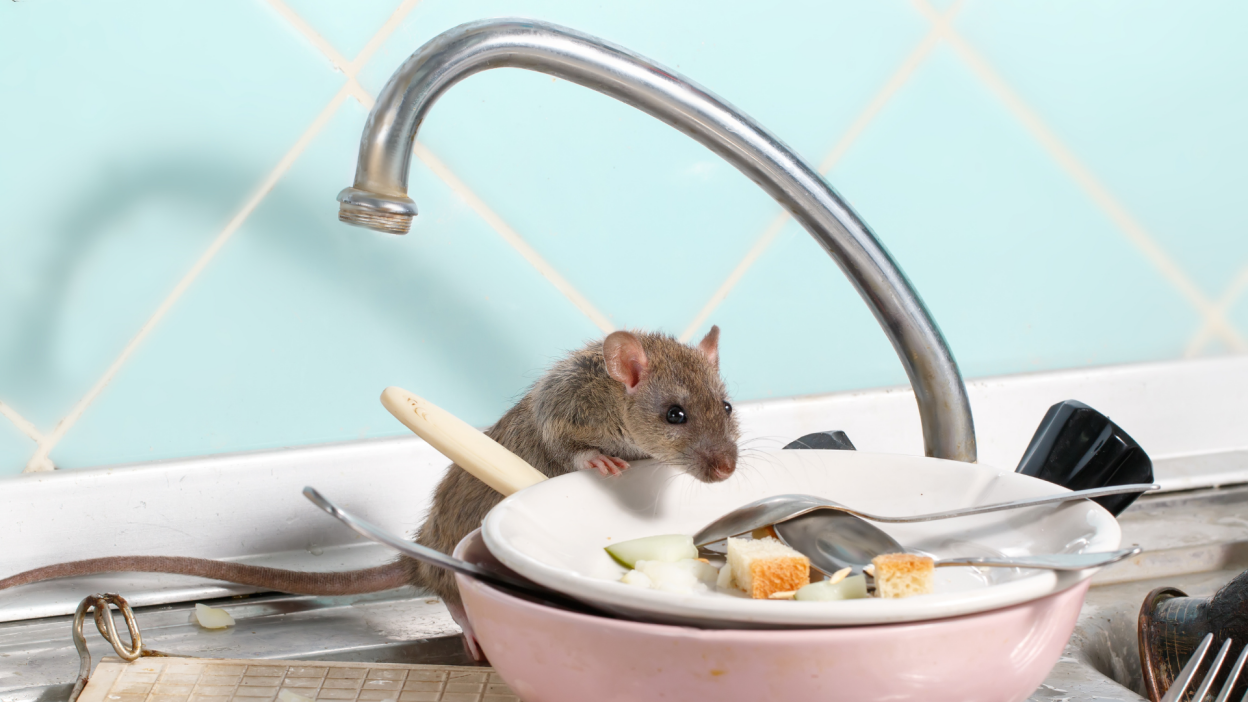 A mouse sniffing a dirty dish sitting in a kitchen sink