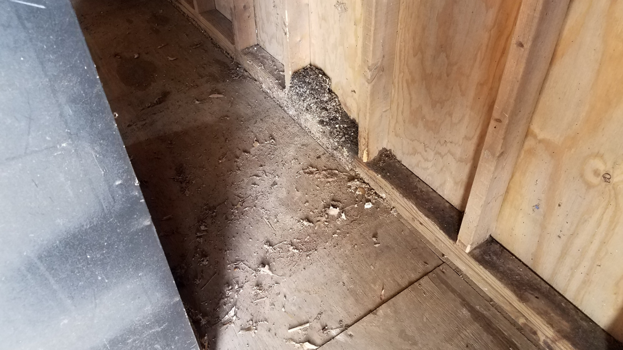 Signs of a mouse nest in a wood shed (a pile of wood shavings)