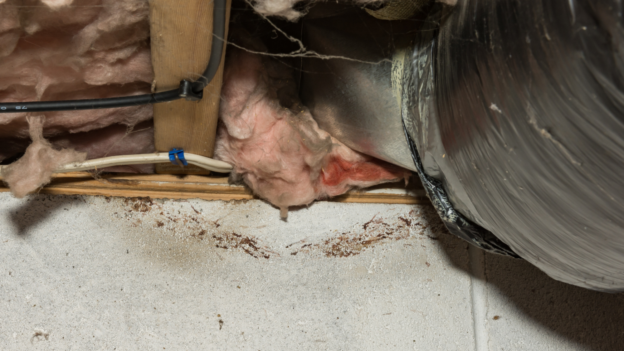 Rodent rub marks visible on the floor in a basement