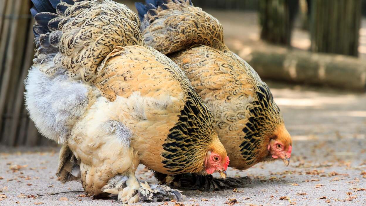 Best chickens for beginners