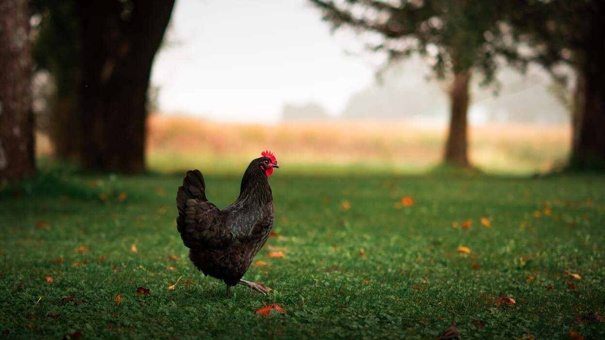 Best chickens for eggs