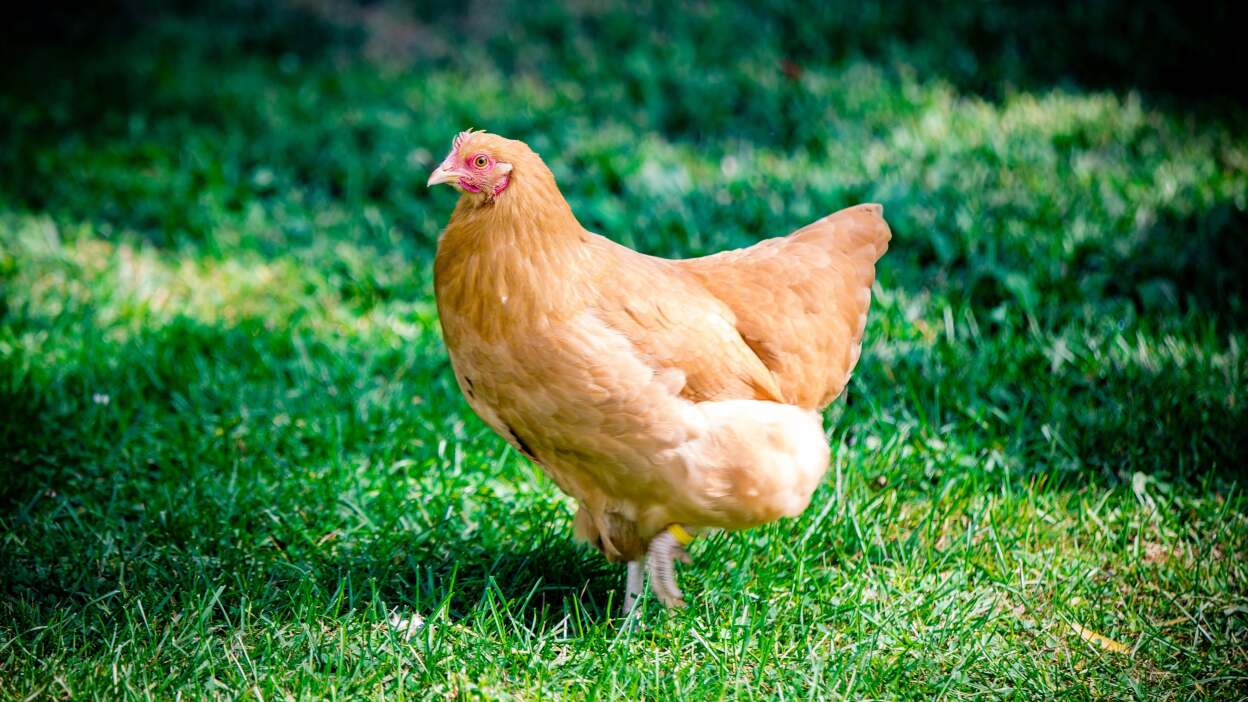 Best chickens for calm and quiet