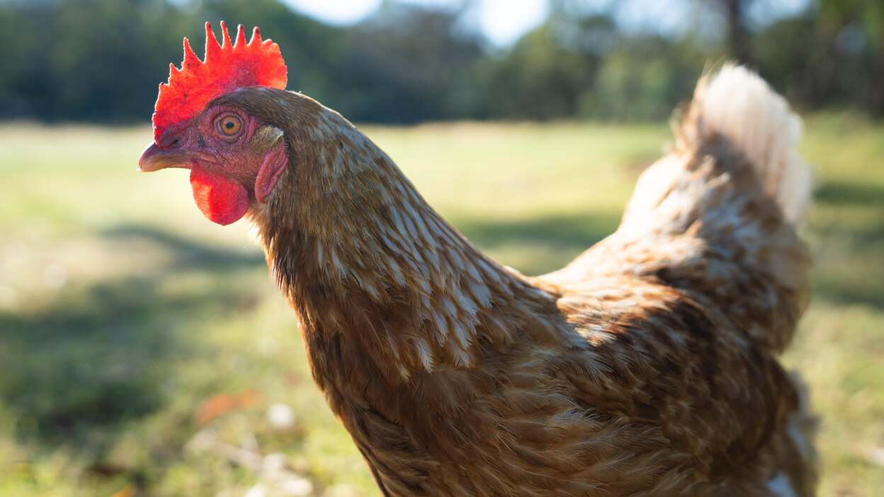 Best low-maintenance chickens