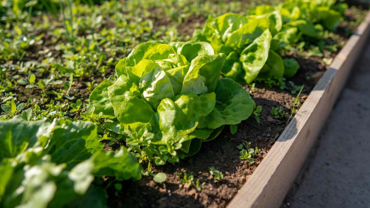 Angled side-view photo of a row of green heads of lettuce in a wooden planter box. 