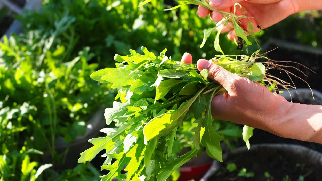 Side-view photo of a bunch of green arugula leaves held in a person's hands.