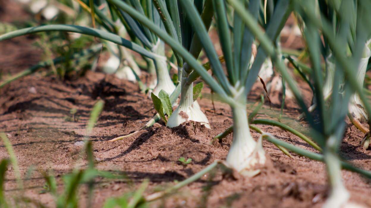 Side view photo of spring onions planted in soil.