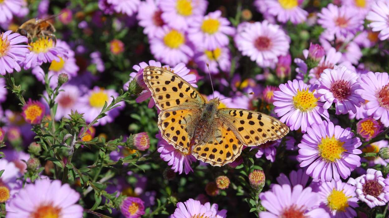 Top-down photo of light purple asters. An orange and brown spotted butterfly sits on one.